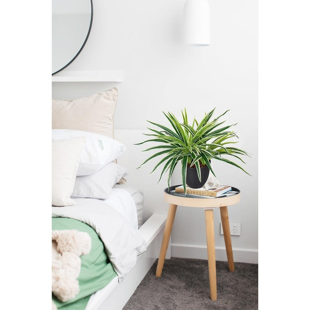 Fake Grass Planta in Pot Artificial Spider Plants Faux Chlorophytum Comosum Potted Plants for Hogar Office Table Shelf Kitchen Bathroom Bedroom Decoración