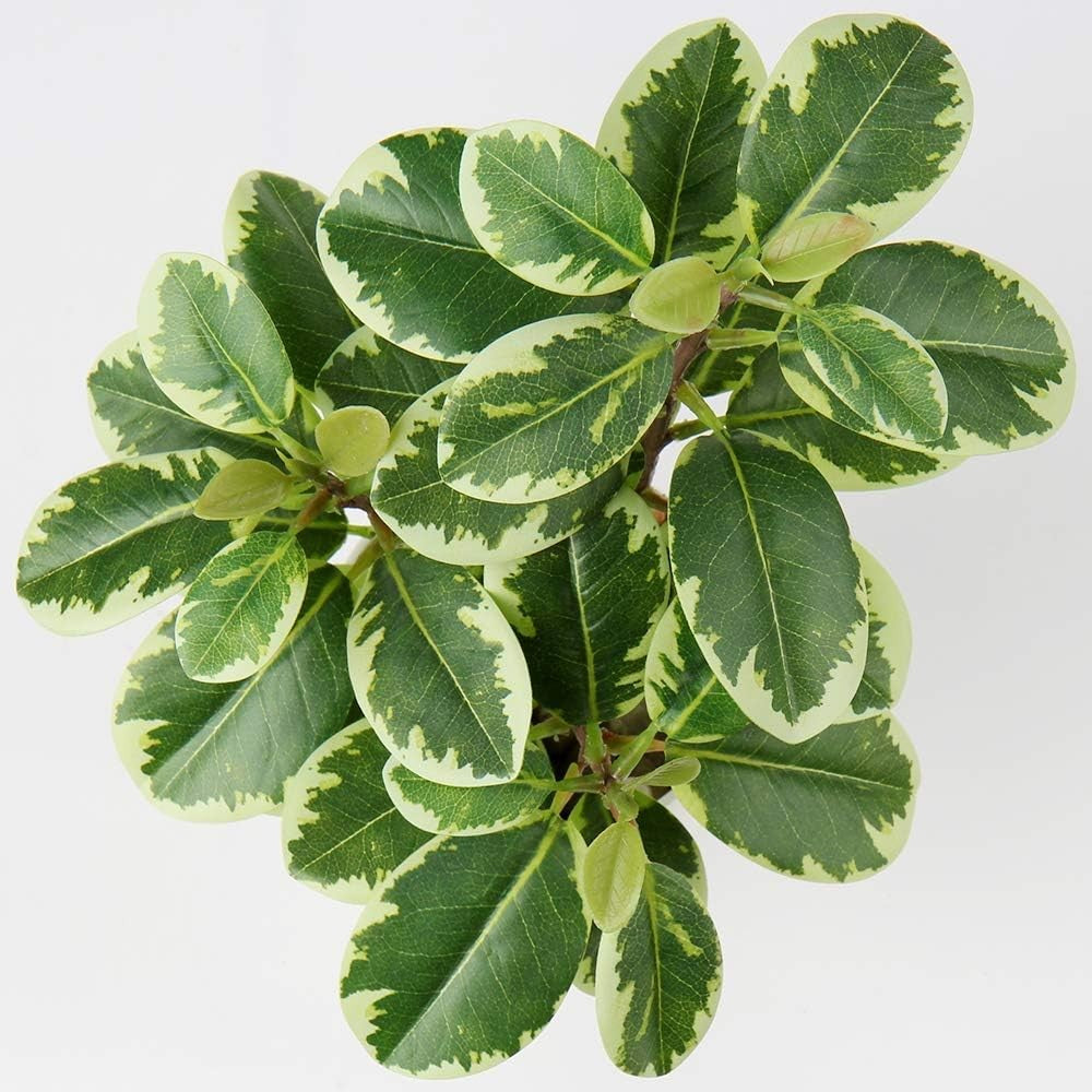 Artificial Potted Alocasia Begonia Calathea Plants Mini Fake Plants in Plastic Pot Small Greenery Faux Plants Indoor for Hogar Office Desk Room Table Bathroom Bedroom Decorations