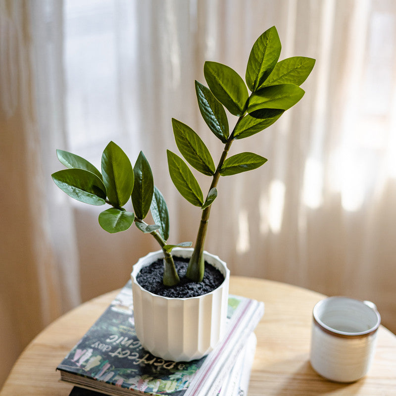 Artificial Chinese Money Planta Fake Leaves Decoración - Potted Greenery for Hogar, Living Room, and Dining Table Decoración